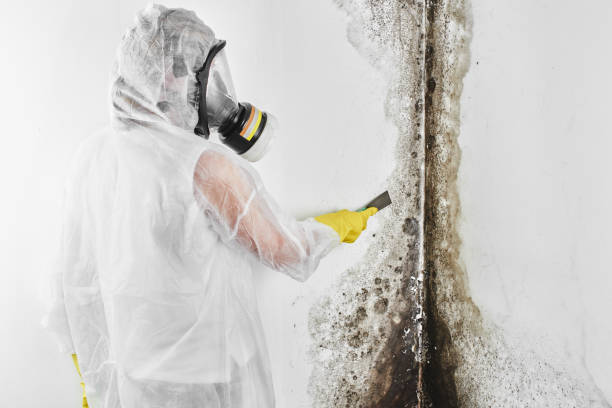 Best DIY Mold Remediation Support Services in Dash Point, WA