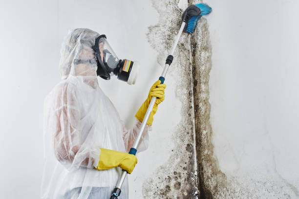 Best Residential Mold Remediation in Dash Point, WA