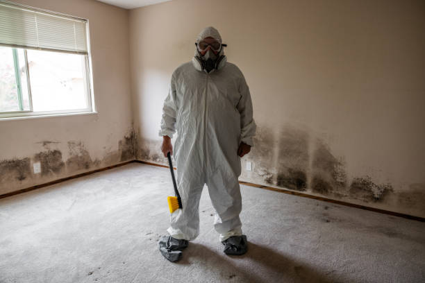 Best Insurance-Related Mold Remediation in Dash Point, WA