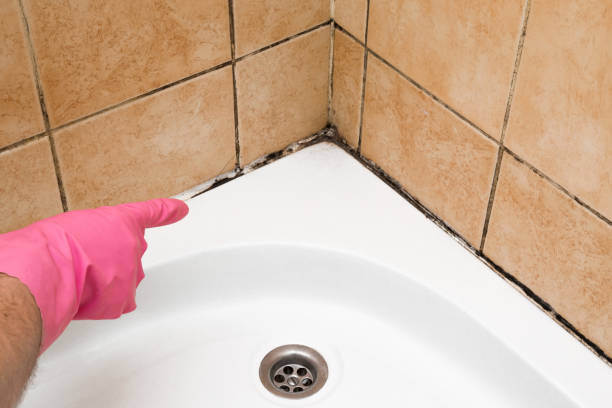 Best Bathroom Mold Remediation in Dash Point, WA